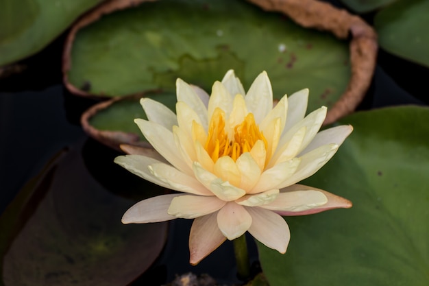 写真 池の中に美しい水や蓮の花。