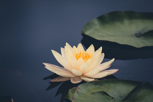 写真 池の中に美しい水や蓮の花。