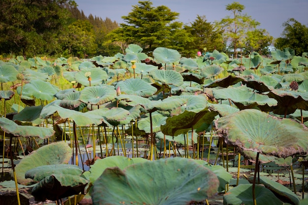 写真 池の中に美しい水や蓮の花。