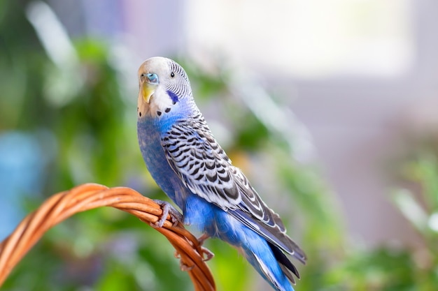 Un bellissimo pappagallo ondulato di colore blu si siede senza una gabbia