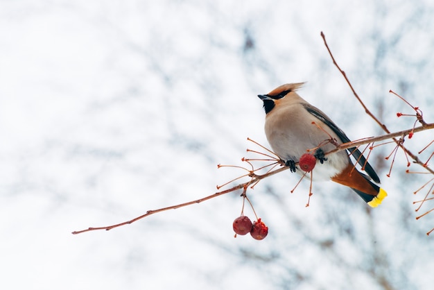 Beautiful waxwing sits on brunch of tree. 