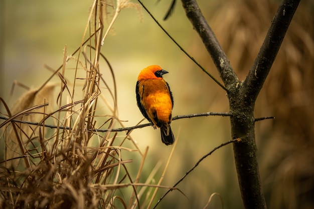 Beautiful weaver bird sitting on a branch