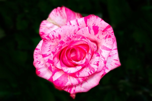 Beautiful wedding pink rose