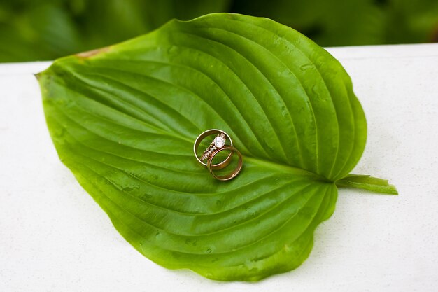 Beautiful wedding rings on a green leaf