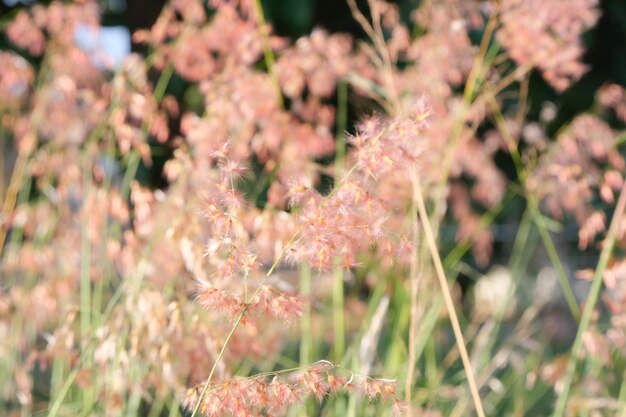 Beautiful weeds in the morning in the grass field