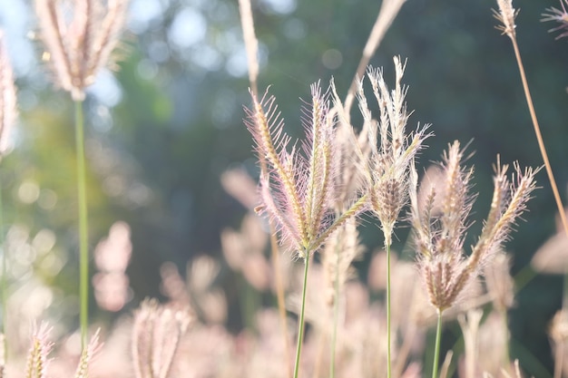 Photo beautiful weeds in the morning in the grass field