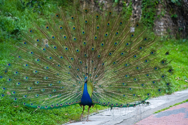 Beautiful well-groomed peacock fluffy a magnificent tail, flirts with a female