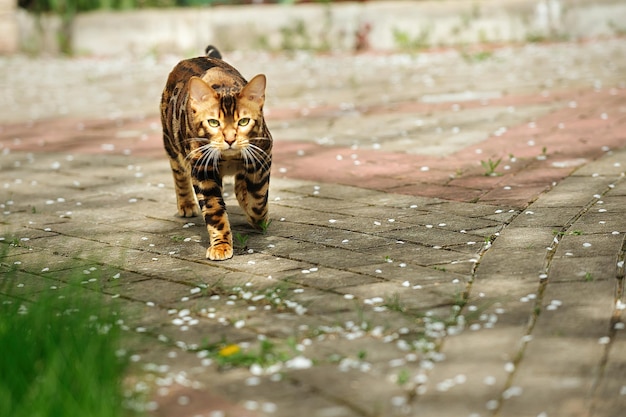 красивая ухоженная бенгальская кошка на прогулке в теплое время года