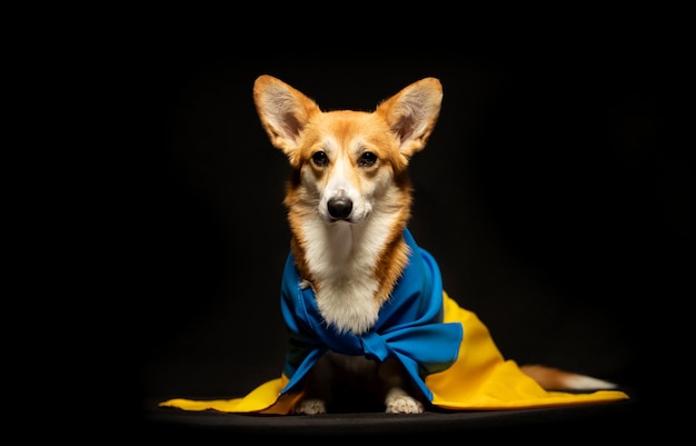 Beautiful welsh corgi pembroke with Ukraine flag on black background Patriotic ukrainian dog Peaceful protest against the war