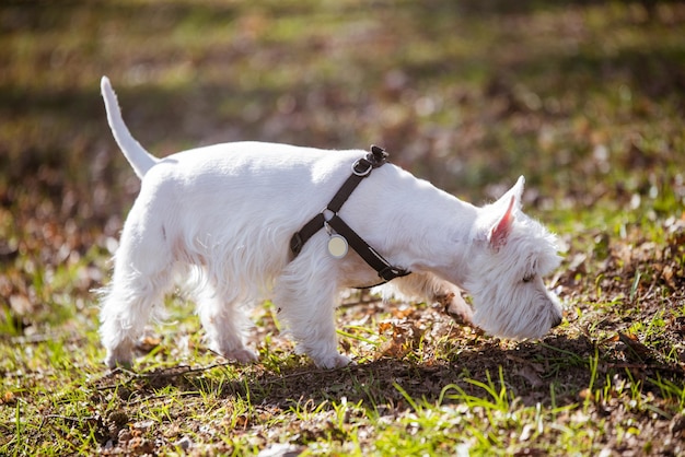 Beautiful West Highland White Terrier dog sniffs the grass on nature in the forest