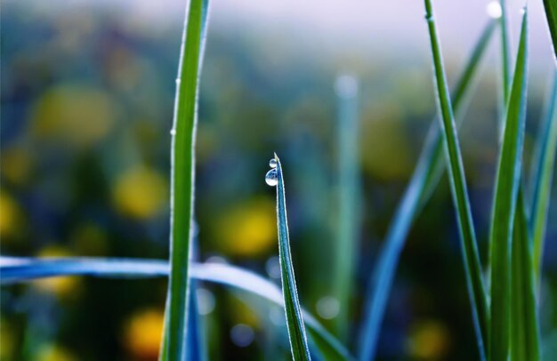 Beautiful wet grass in water drops after rain