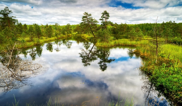 Beautiful wetland