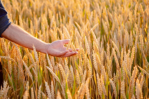 Beautiful wheat ears in man`s hands. Harvest concept. Sunlight at wheat field. Ears of yellow wheat fields in man hands in the field. Close up nature photo. Idea of a rich harvest.