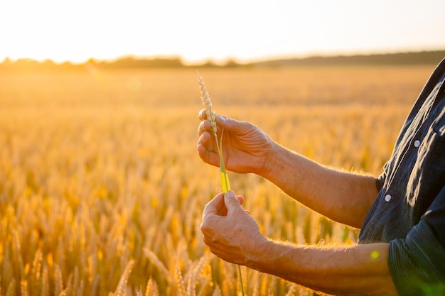 Beautiful wheat ears in mans hands harvest concept sunlight at\
wheat field ears of yellow wheat close up nature photo idea of rich\
harvest