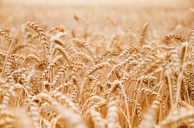 Bellissimo primo piano del campo di grano