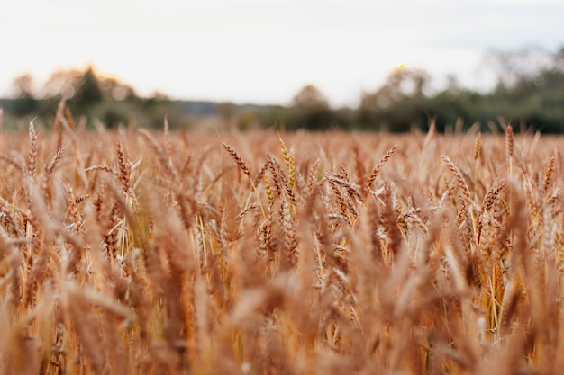 Beautiful wheat field in Russia on natural sunset background, close up