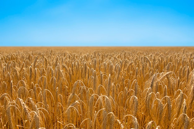晴れた日に美しい小麦畑 自然の風景