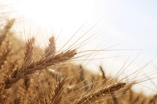 Beautiful wheat field