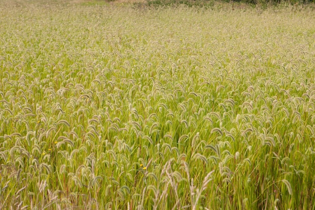 Beautiful wheat field  