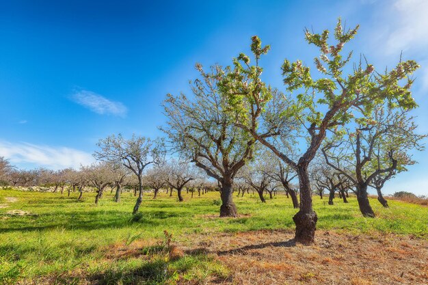 Beautiful white almond flowers on almond tree branch in spring italian garden sicilia farming and gardening growing nuts against blue sky in sunny day