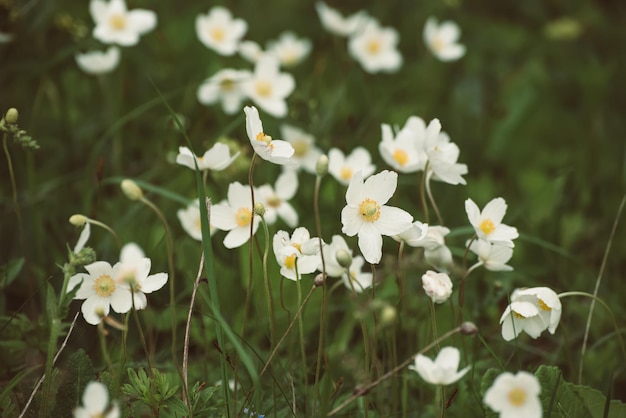 春の自然の屋外季節の柔らかい背景の牧草地に成長する美しい白いアネモナの花