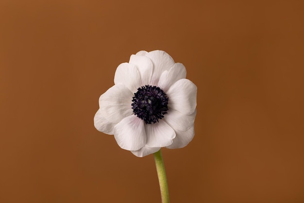 Beautiful white anemone flower on brown background Vintage nature background