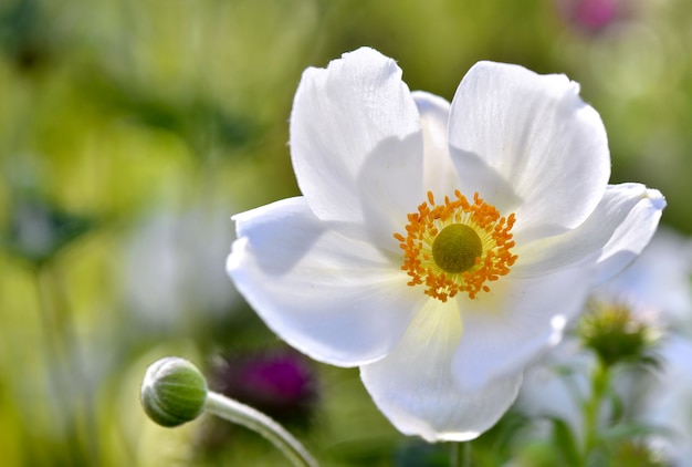 Beautiful white anemone