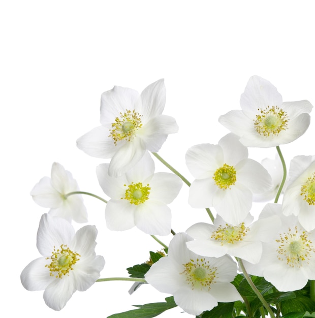 Beautiful white anemones flowers isolated on white