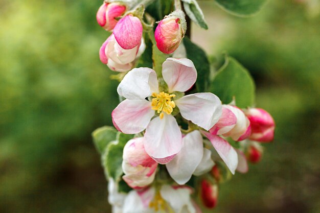 Beautiful white apple blossom flowers in spring time background with flowering apple tree inspiratio...