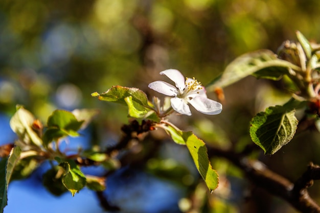 春の時間の庭や公園の美しい白いリンゴの木の花の花