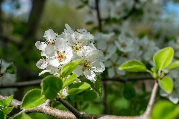 Beautiful white apple tree flowers on a branch