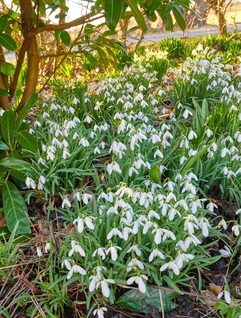 Beautiful white autumn garden flowers view in a natural green landscape outside Closeup of snowdrop plants grass tree and plant life outdoors A relaxing gardening day in an outdoor nature park