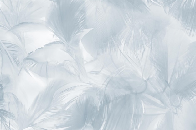 beautiful white baby blue colors tone feather pattern texture cool background for decorative design wallpaper and other