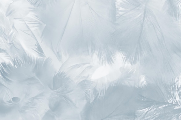 beautiful white baby blue colors tone feather pattern texture cool background for decorative design wallpaper and other