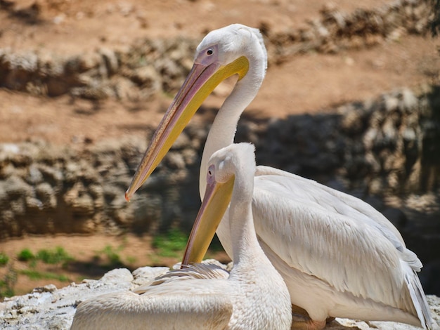 Beautiful white big pelicans in nature