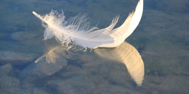 Photo beautiful white bird feather in stone