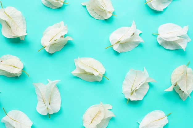 Beautiful white bougainvillea on blue. 