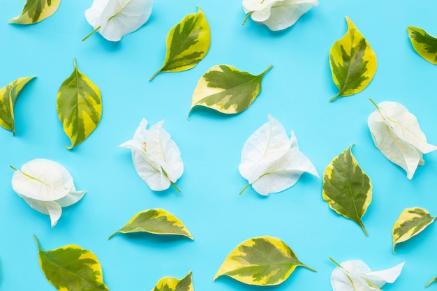 Beautiful white bougainvillea flower  with leaves on blue background. 