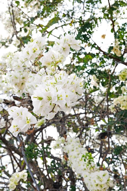 Foto bellissimo fiore di bougainvillea bianco