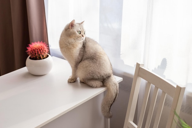 A beautiful white british cat is sitting on a white table in the room looking out the window