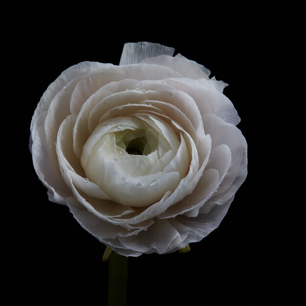 Beautiful white buttercup represented on a black background