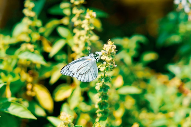 花にとまる美しい白い蝶エゾシロチョウ（Aporia crataegi）プレミアム写真