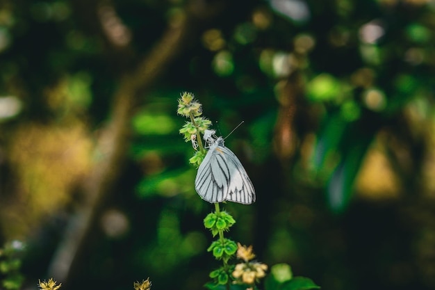 花にとまる美しい白い蝶エゾシロチョウ（Aporia crataegi）プレミアム写真