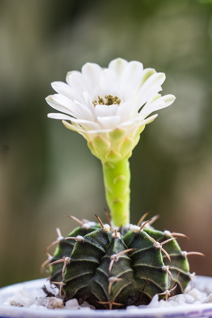 A beautiful white cactus blooming