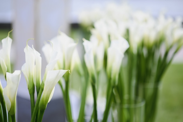 美しい白いカラリリーの花