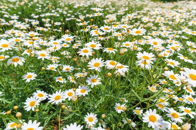 Beautiful white camomiles daisy flowers field on green meadow