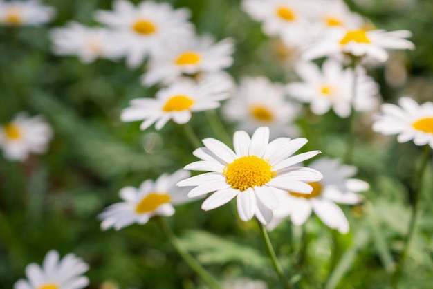 Beautiful white camomiles daisy flowers field on green meadow