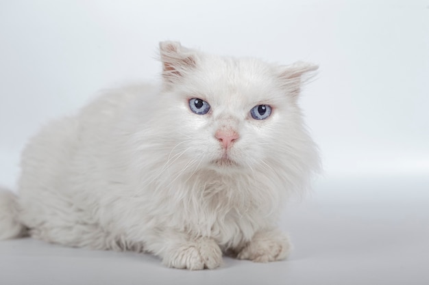 Bellissimo gatto bianco per l'adozione che guarda l'obbiettivo su sfondo bianco.