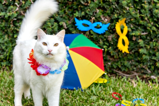 Beautiful white cat in costume for the carnival Brazilian pet carnival