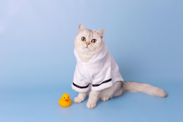 Beautiful white cat is sitting in a white bathrobe on a blue background